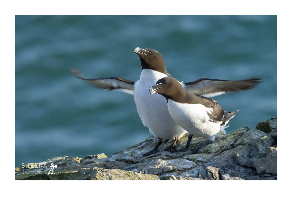 Shag seabird  scarce inland   cliff ledges  young fledglings  Inishtrahull Island  Ireland  8eggs  two chicks fledge  close contact  photograph Shags Love Too.jpg Shags Love Too.jpg Shags Love Too.jpg Shags Love Too.jpg